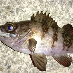 港内メバル＆ガシラ